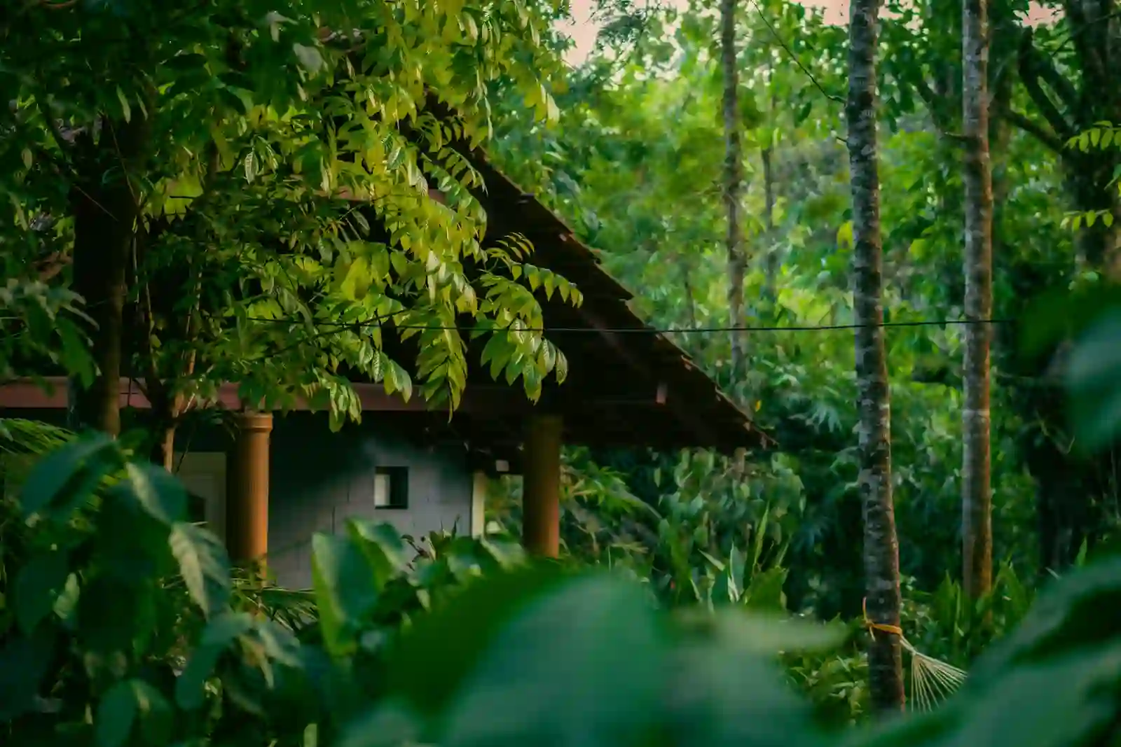 A plantation homestay in the forests of Coorg